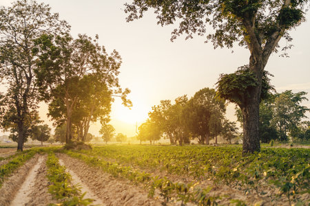Close-up cassava green leaf and light of sun with blue sky.の写真素材