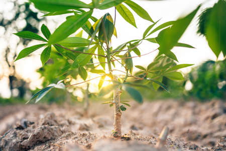 Close-up cassava green leaf and light of sun with blue sky.の写真素材