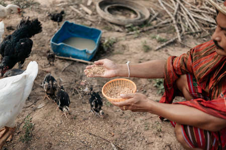 Hand of farmer feeding chicken, hen, duck and goose  with rice and grain at farm in the evening. Natural organic farming conceptの写真素材
