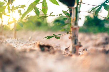 Close-up cassava green leaf and light of sun with blue sky.の写真素材