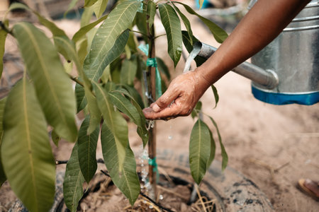 Hands use watering metal can pouring water mango plants. Farm and argiculture at countryside...