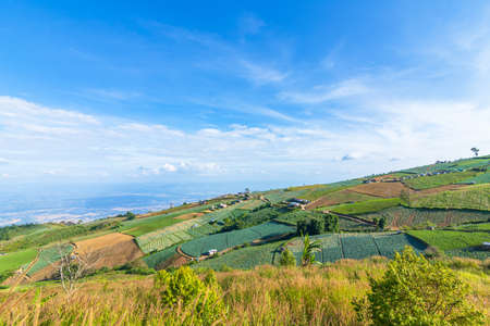 The chinese cabbage and corn vegetable farm field on the mountain. Farm, harvest, agriculture concept.の写真素材