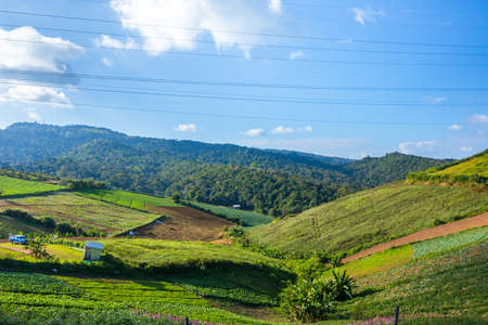 The chinese cabbage and corn vegetable farm field on the mountain. Farm, harvest, agriculture concept.の写真素材