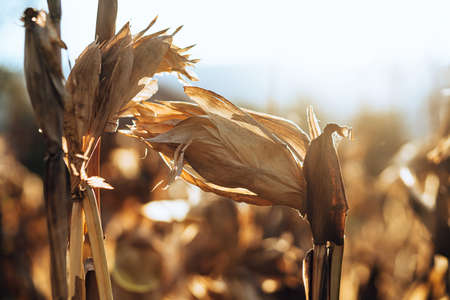 Dry corn or maize in the sweet corn field. waiting for harvest.の写真素材