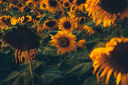 beautiful sunflowers in the sunset. Agriculture flower background concept.の写真素材