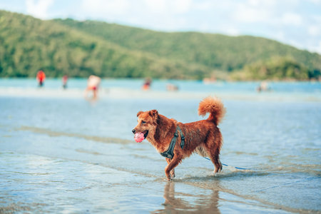 Dog playing on the beach water. dog, pet, family concept.の写真素材