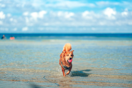 Dog playing on the beach water. dog, pet, family concept.の写真素材