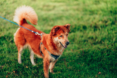 Dog playing on the grass. dog, pet, family concept.の写真素材