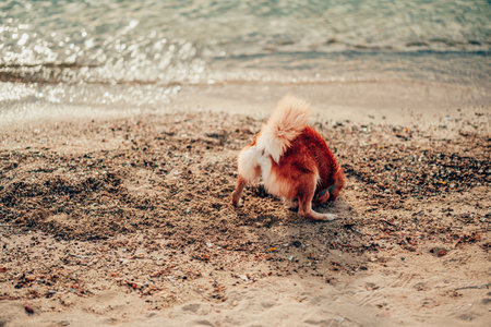 Dog playing on the beach. dog, pet, family concept.の写真素材