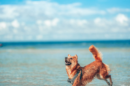 Dog playing on the beach water. dog, pet, family concept.