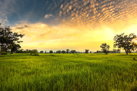 The rice fields are full, waiting to be harveste at countryside with sunset. Farm, Agriculture concept.の写真素材