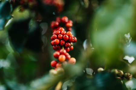 Close up organic red coffee cherries, raw berries coffee beans. plantation, farm and agriculture concept.の写真素材
