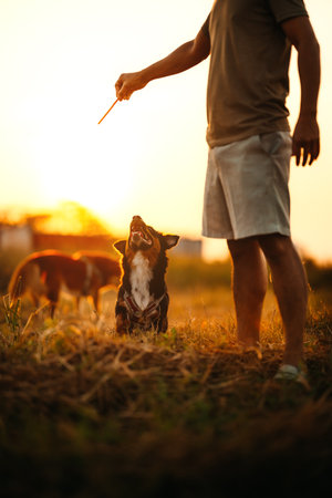 dog happy jumps and grabs dog treats on his owner's hand on the grass during the sunset. Pet family, Food, snacks concept.の写真素材