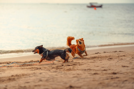 Dog run to playing together on the beach. dog, pet, family and friendship concept.の写真素材