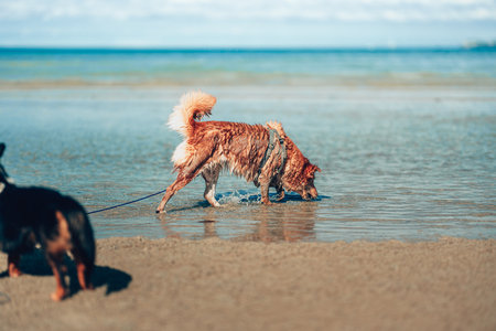 Dog playing on the beach water. dog, pet, family concept.の写真素材