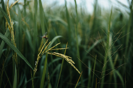 Close up rice seed ripe and green leaves at rice file. Background, Farm and agriculture concept.の写真素材
