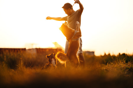 dog happy jumps and grabs dog treats on his owner's hand on the grass during the sunset. Pet family, Food, snacks concept.の写真素材