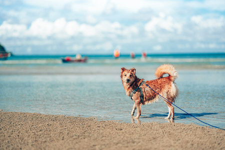 Dog playing on the beach water. dog, pet, family concept.の写真素材
