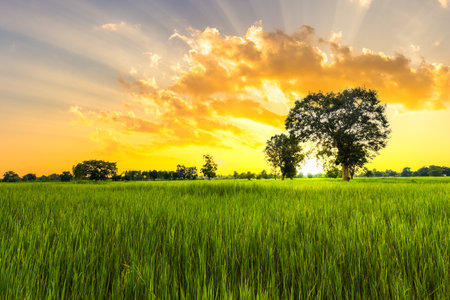 The rice fields are full, waiting to be harveste at countryside with sunset. Farm, Agriculture concept.の写真素材