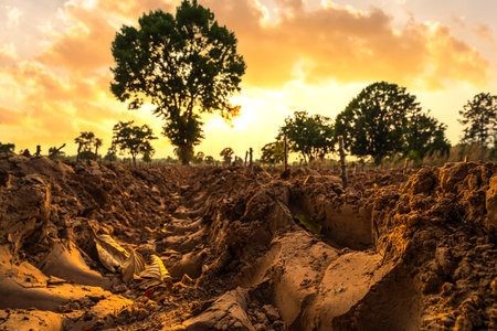 Plowing the land to prepare for planting cassava during sunset. Farm and agriculture concept.の写真素材