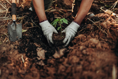 A farmer is planting a papaya tree in the ground.の写真素材