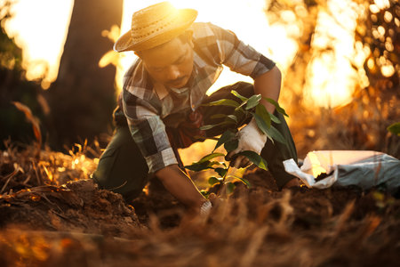 A gardener is planting a mango tree in the garden.