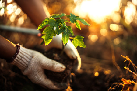 A farmer is planting a papaya tree in the ground.の写真素材