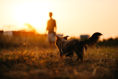 dog happy walks on the meadow with its owner during sunset. Pet and family concept.の写真素材