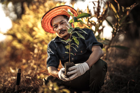 A gardener is planting a mango tree in the garden.の写真素材