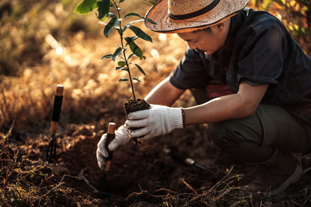 A gardener is planting a mango tree in the garden.の写真素材