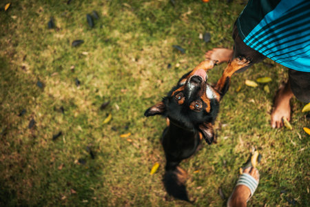 A man playing with a dog together on  grass. Pet, Family, Friendship concept.の写真素材
