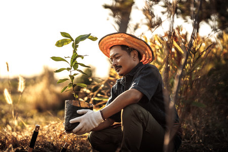 A gardener is planting a mango tree in the garden.