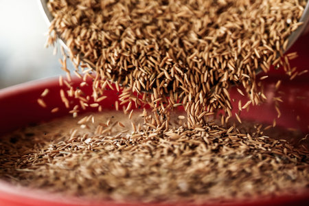 A farmer is pouring rice into a rice mill.