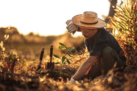 Farmers wipe sweat from their foreheads while planting mango trees.の写真素材