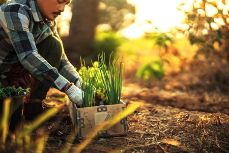 Gardeners are growing scallions and cilantro in pots.の写真素材
