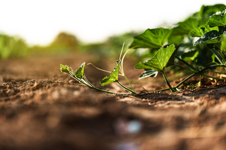 A pumpkin tree is growing on the ground in the garden.の写真素材