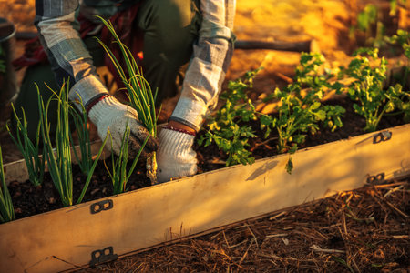 Gardeners are growing scallions and cilantro in pots.の写真素材