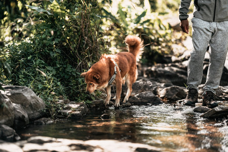 A dog excited to adventure with Hikers walk on rocks in the stream flowing from the waterfall in the forest.の写真素材