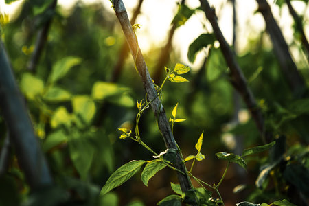 Long beans growing on bamboo. Agricultureの写真素材