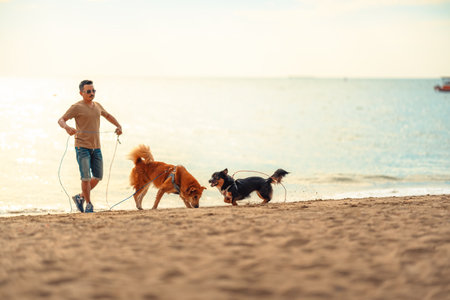 Dog walking on the beach with owner. dog, pet, family concept.の写真素材