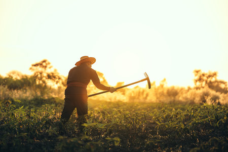 Cassava farmers are digging in the middle of their fields during sunset.の写真素材