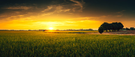View of rice fields with green rice growing in the sunset.の写真素材