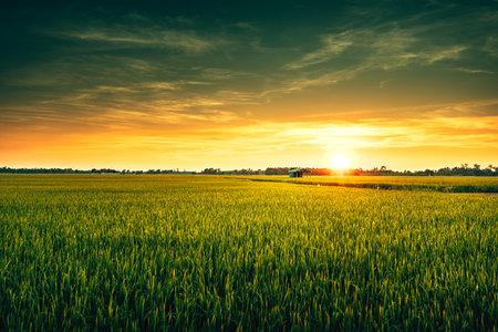 View of rice fields with green rice growing in the sunset.の写真素材