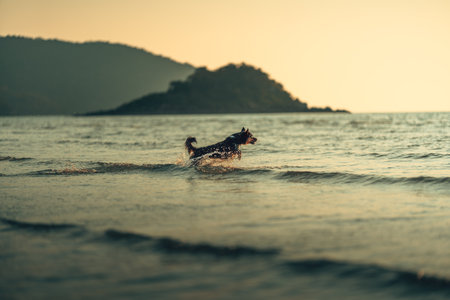 A dog is playing in the sea with its owner during sunset. Pet concept.の写真素材