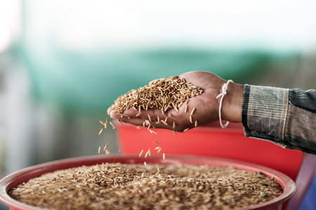 A farmer is pouring rice into a rice mill.の写真素材