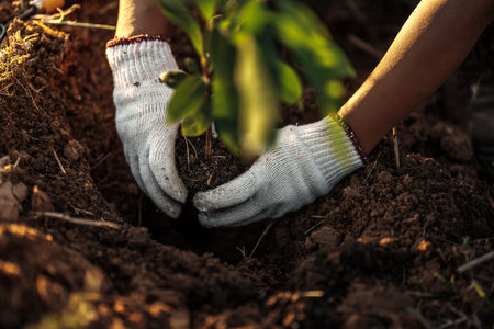 A gardener is planting a mango tree in the garden.の写真素材