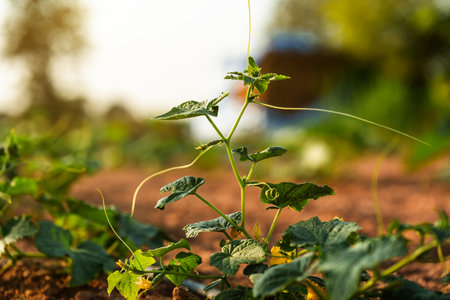A pumpkin tree is growing on the ground in the garden.の写真素材