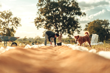 Farmer Working with Grains and put it in sack During Golden Sunset in Countrysideの写真素材