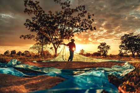 Farmers hands collect rice that has been dried until it is scooped into sacks Under Gorgeous Sunset in Rural Countryside.の写真素材