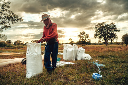 Rural Farmer Packing dry rice in Bags During a Vibrant Sunset in a Countryside Field. Sacks containing paddy after harvest. Labor working.の写真素材